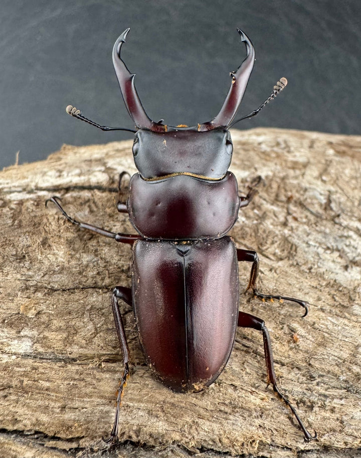 《ミシマコクワガタ 硫黄島産 41mm ♂♀♀トリオ》