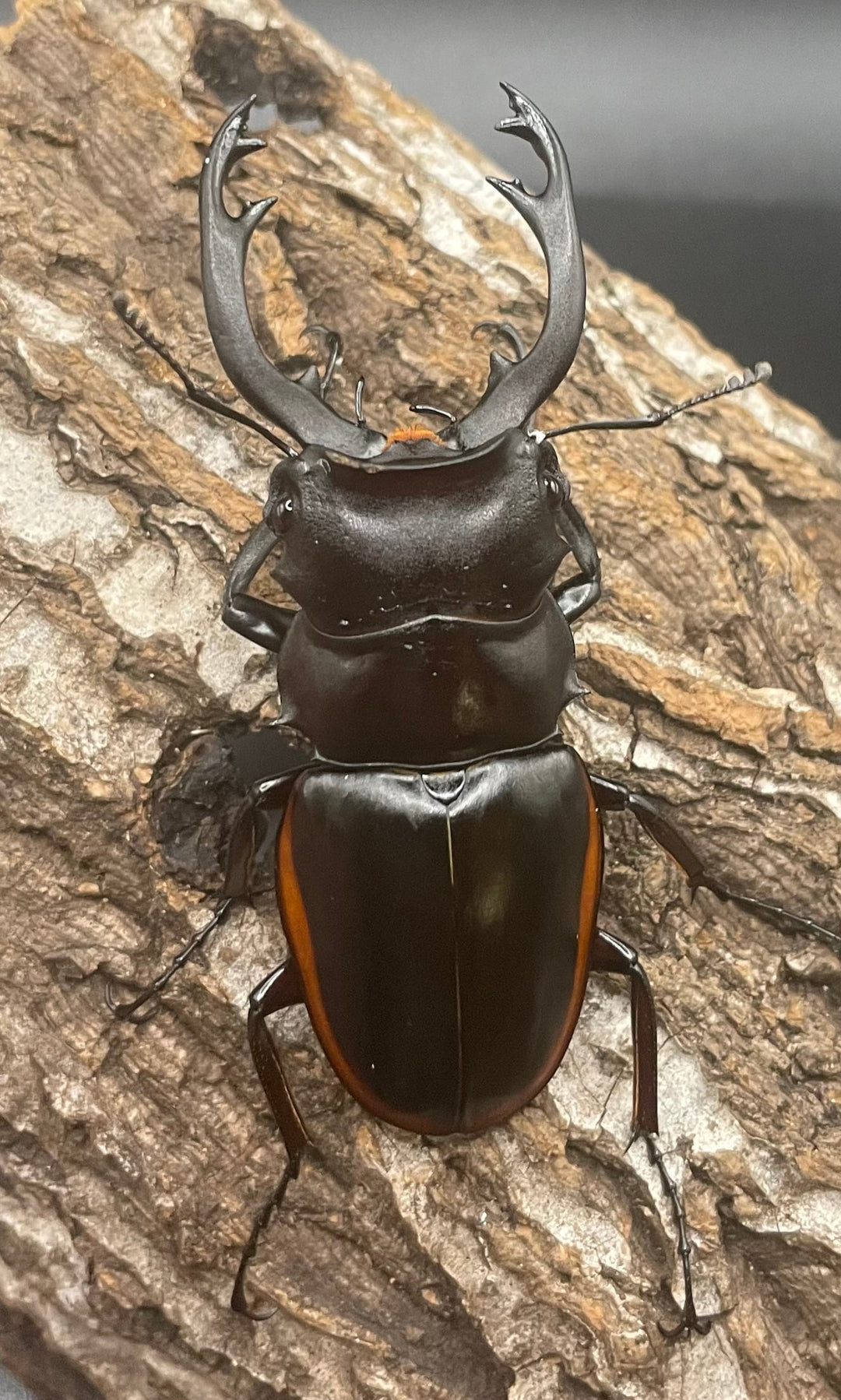 【WD】《クベラツヤクワガタ亜種sinensis 71mm ペア》