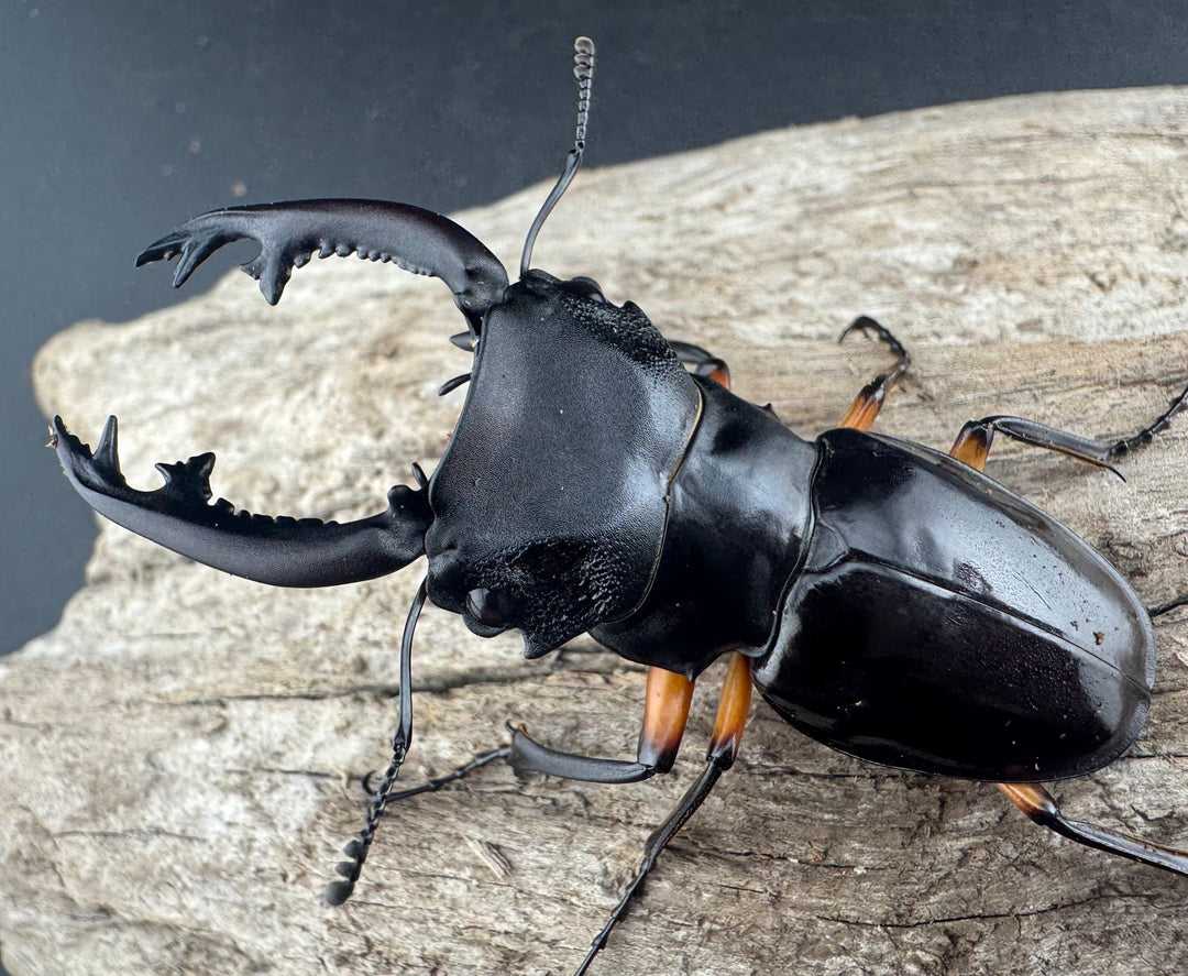 【WD】《インペリアリスツヤ亜種komorii 62mm ペア》