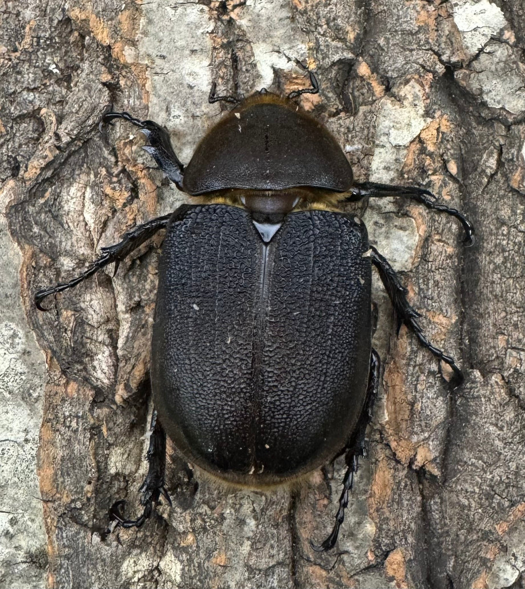 《ヘラクレス・ヘラクレス 150mm ペア》