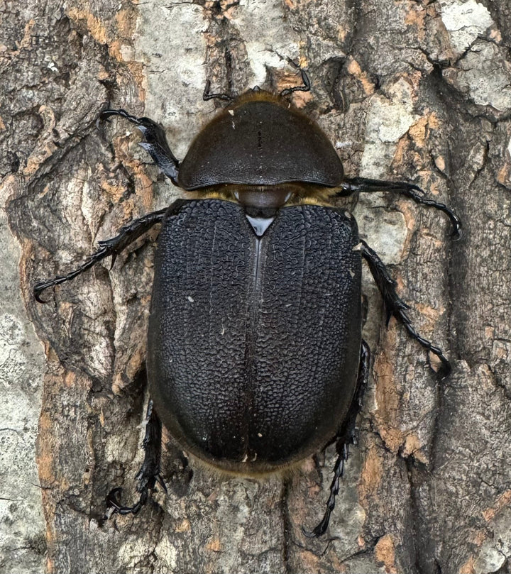 《ヘラクレス・ヘラクレス 150mm ペア》