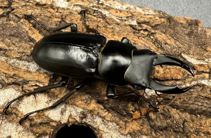 【WD】《ブラナウンコクワ 福貢県産 46mm ♂♀♀トリオ》