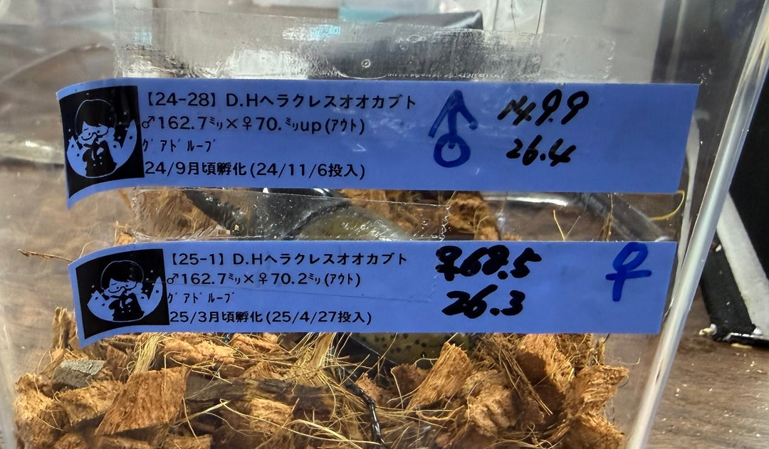 《ヘラクレス・ヘラクレス 149.5mm ペア》クワカブの部屋三森氏ブリード個体