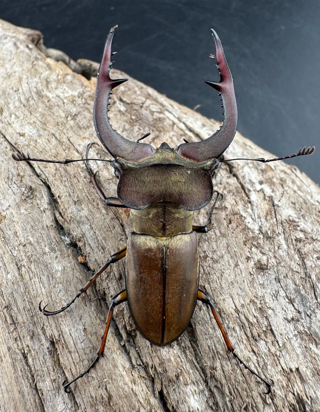 【WD】《フォルモサスミヤマクワガタ 50mm ペア》