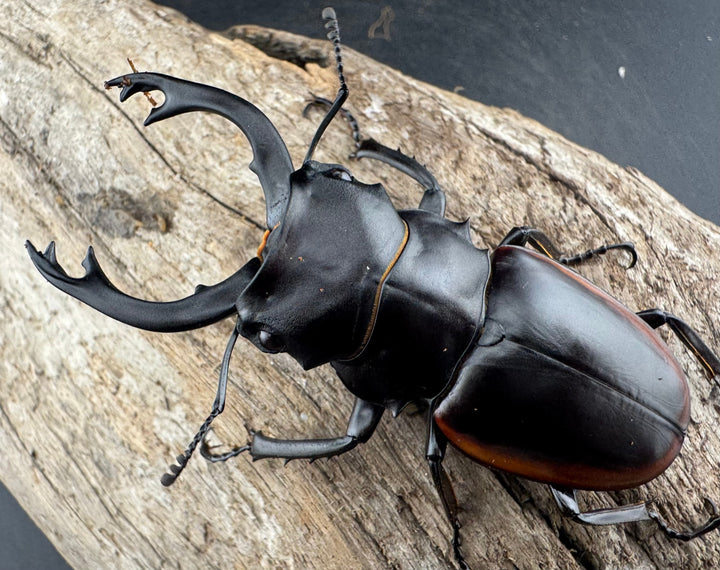 【WD】《クベラツヤクワガタ亜種sinensis 浙江省産 69mm ペア》