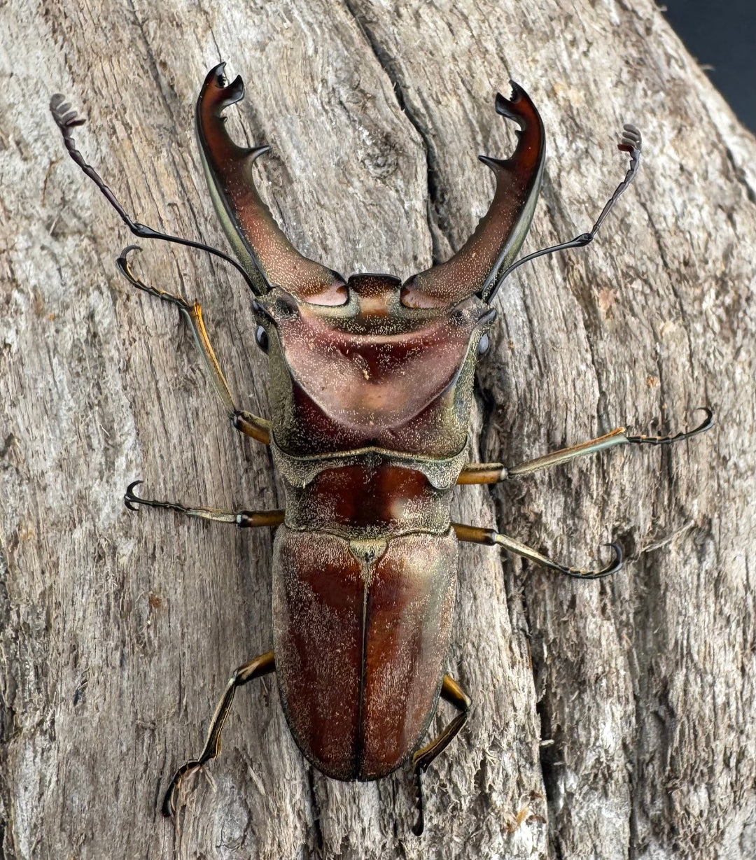 【WD】《ズベールホソアカ マラグサン産 51mm ペア》