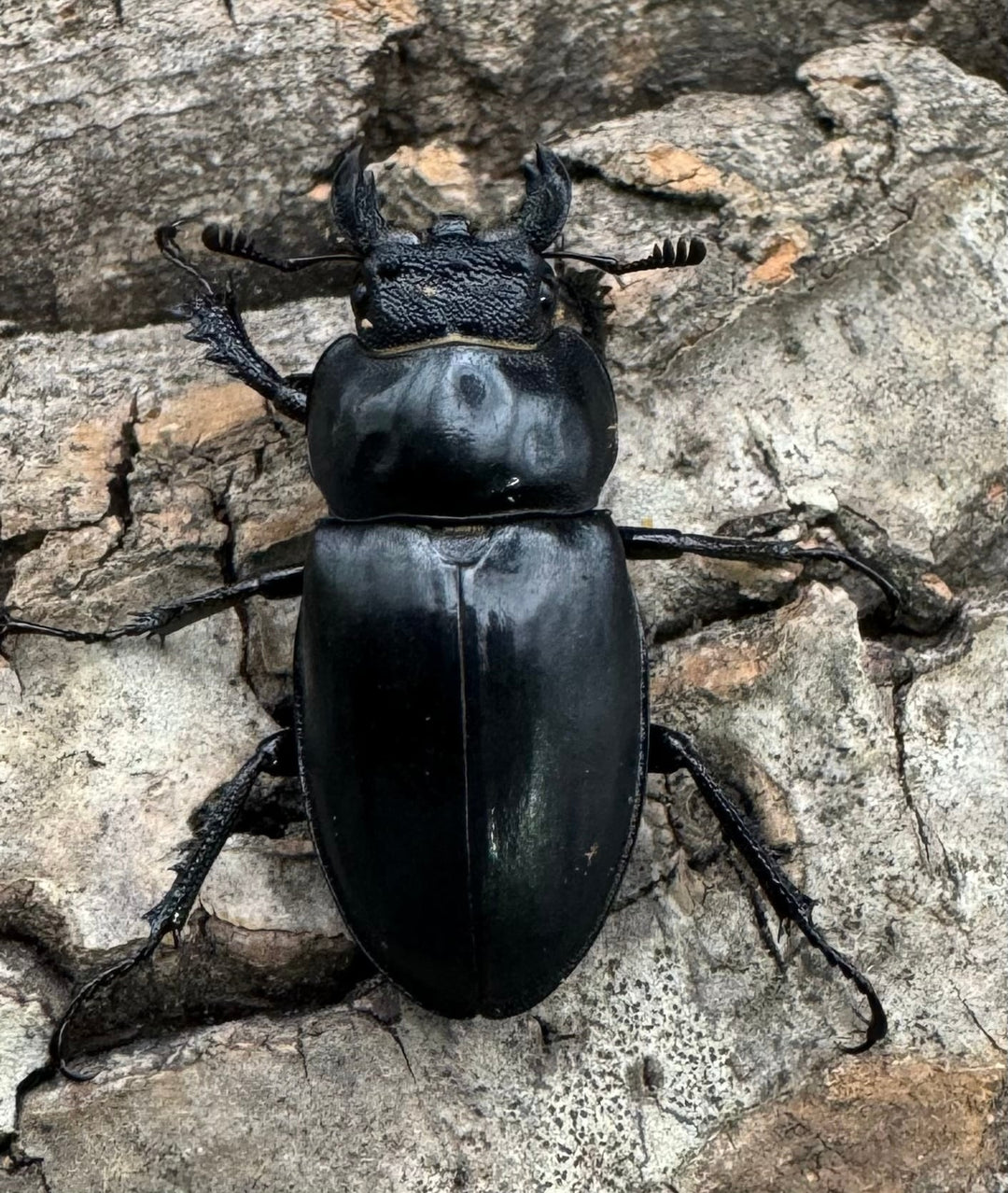 【WD】《パリーミヤマクワガタ 34mm ペア》