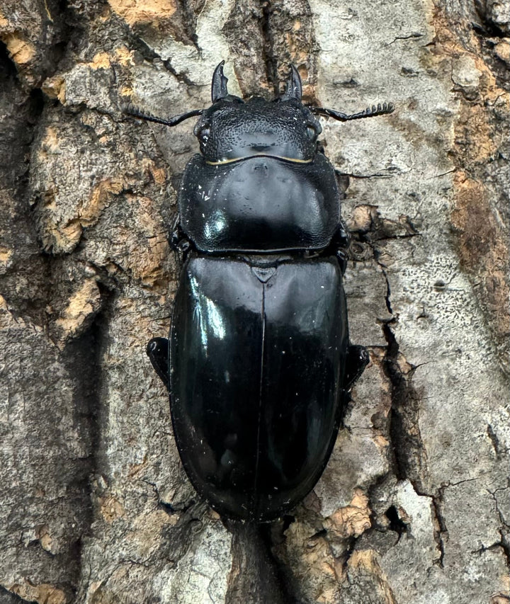 【WD】《マンディブラリスフタマタ 92mm ペア》