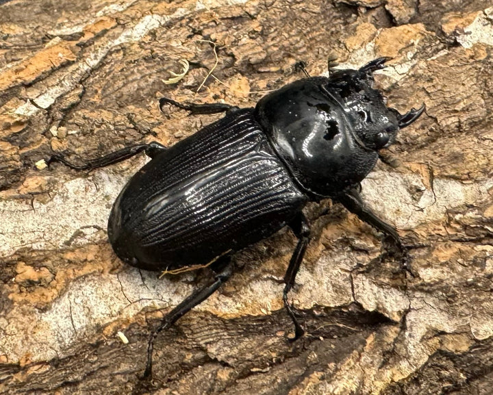 【WD】《クルビデンスオオクワ 雲南省産 61mm ペア》