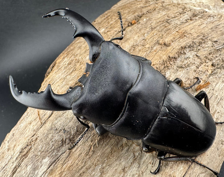 【WD】《マリンドッケヒラタ 76.5mm ペア》