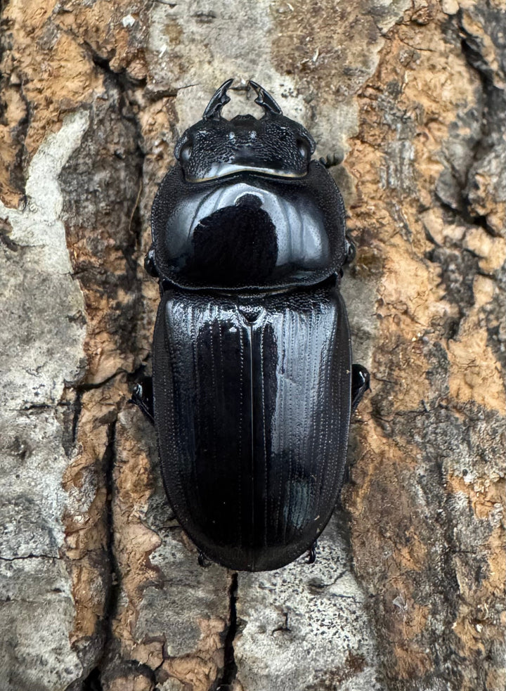 【WD】《ホペイオオクワ 安徽省産 58mm ♂♀♀トリオ》