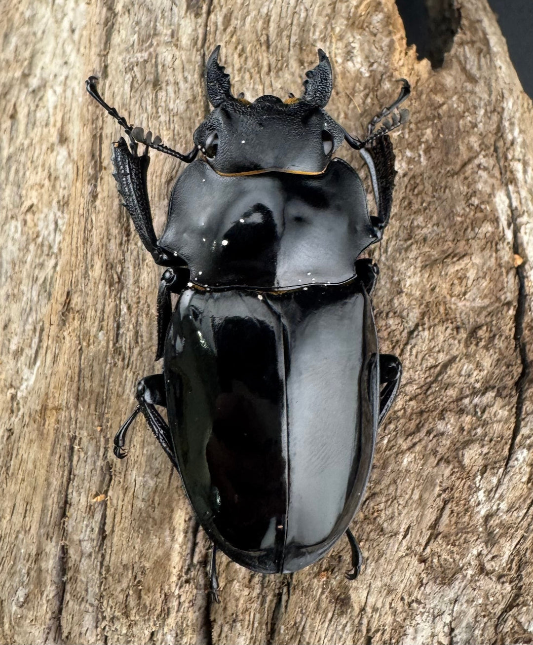 【WD】《インターメディアツヤクワガタ ネグロス島産 93.5mm ペア》