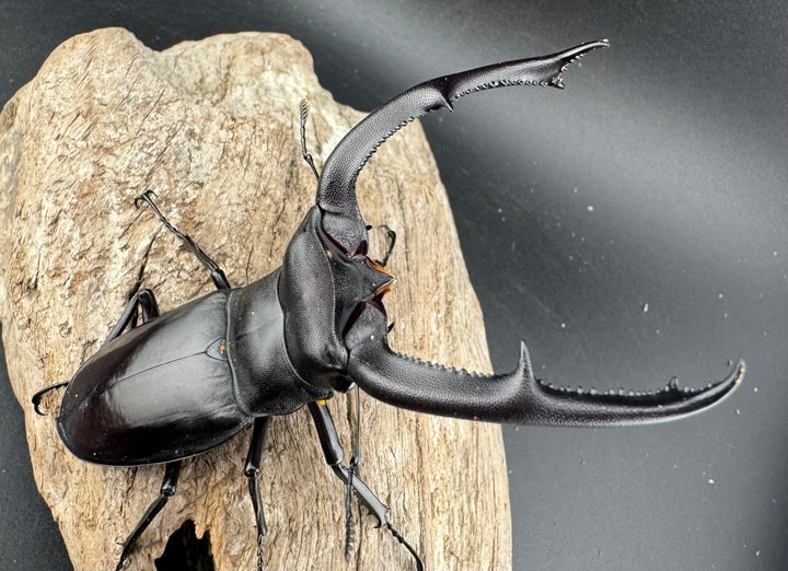 【WD】《マンディブラリスフタマタ 95mm ペア》