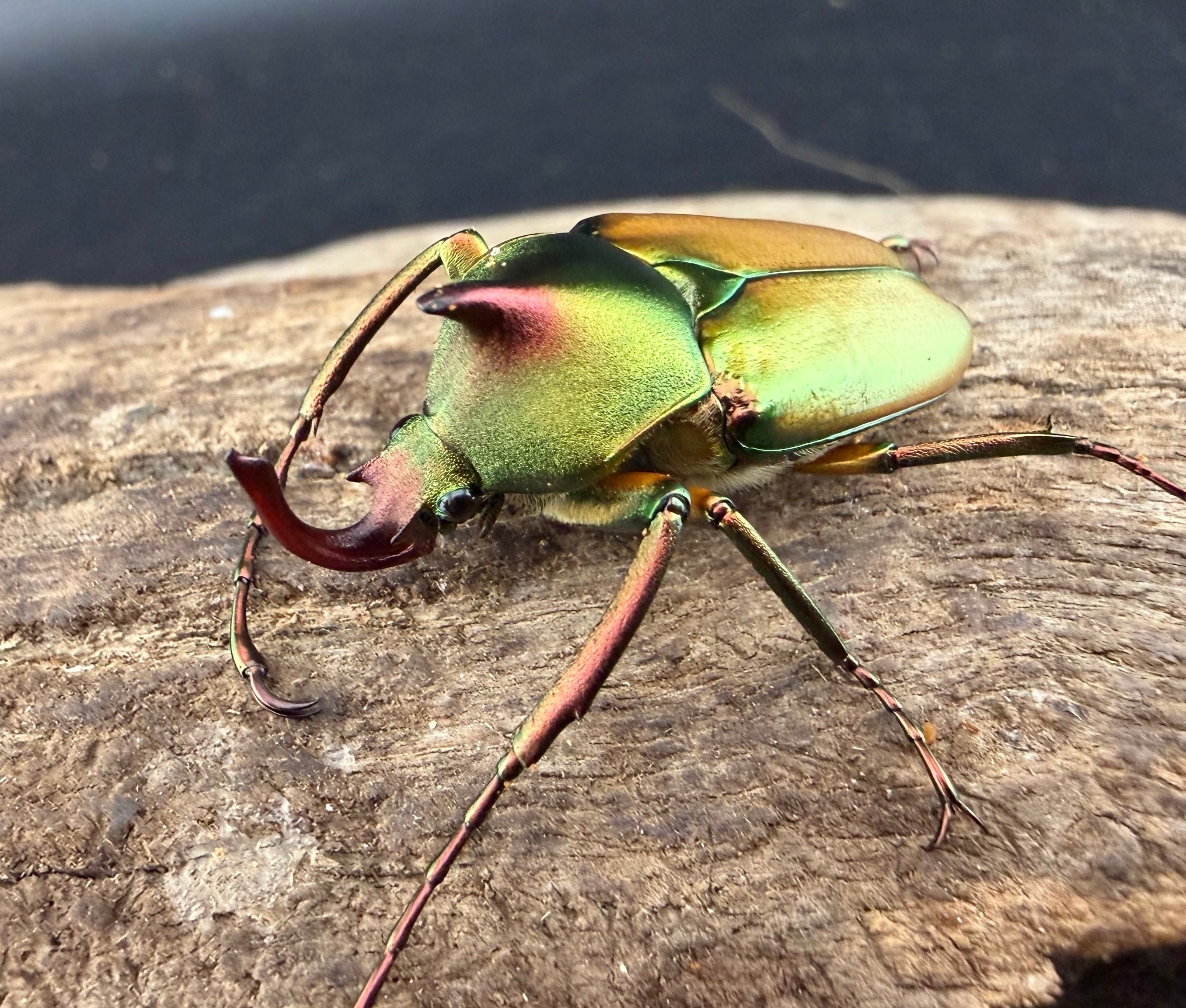 ロドリゲスカブトハナムグリ成虫 フィリピン共和国 パラワン島