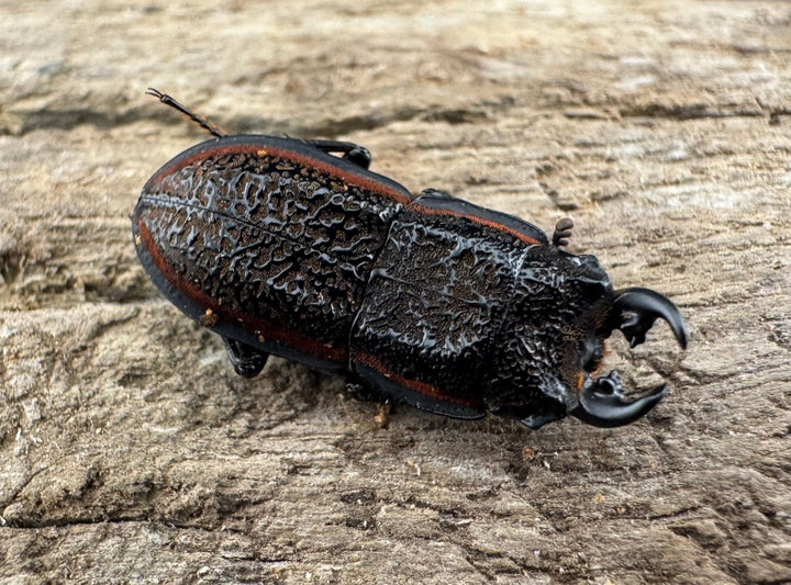 《カエラートゥスサメハダ 18.5mm ペア》