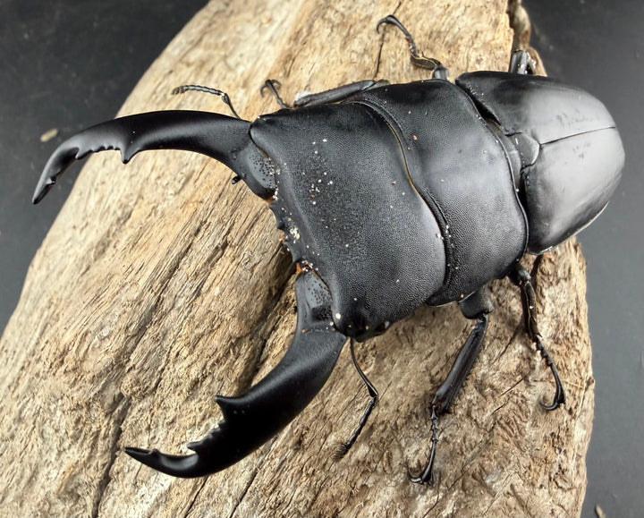 【WD】《スラウェシオオヒラタ 南スラウェシ産 84mm ペア》