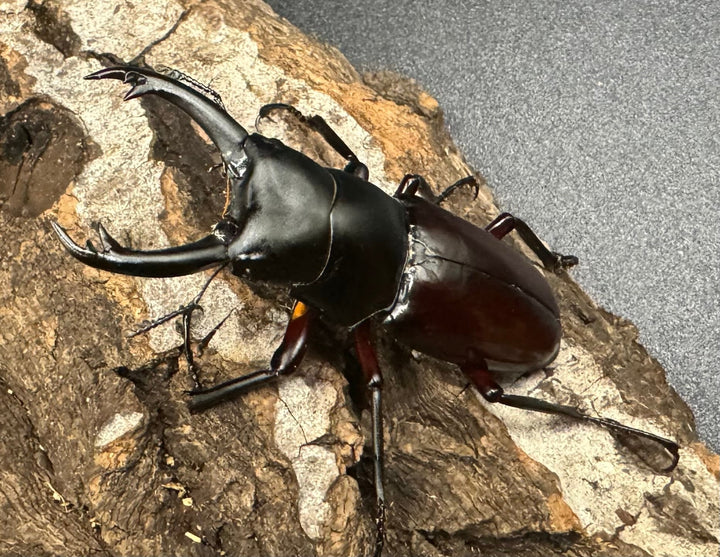 《ハイチュヌスコクワ 貴州省産 49mm ペア》