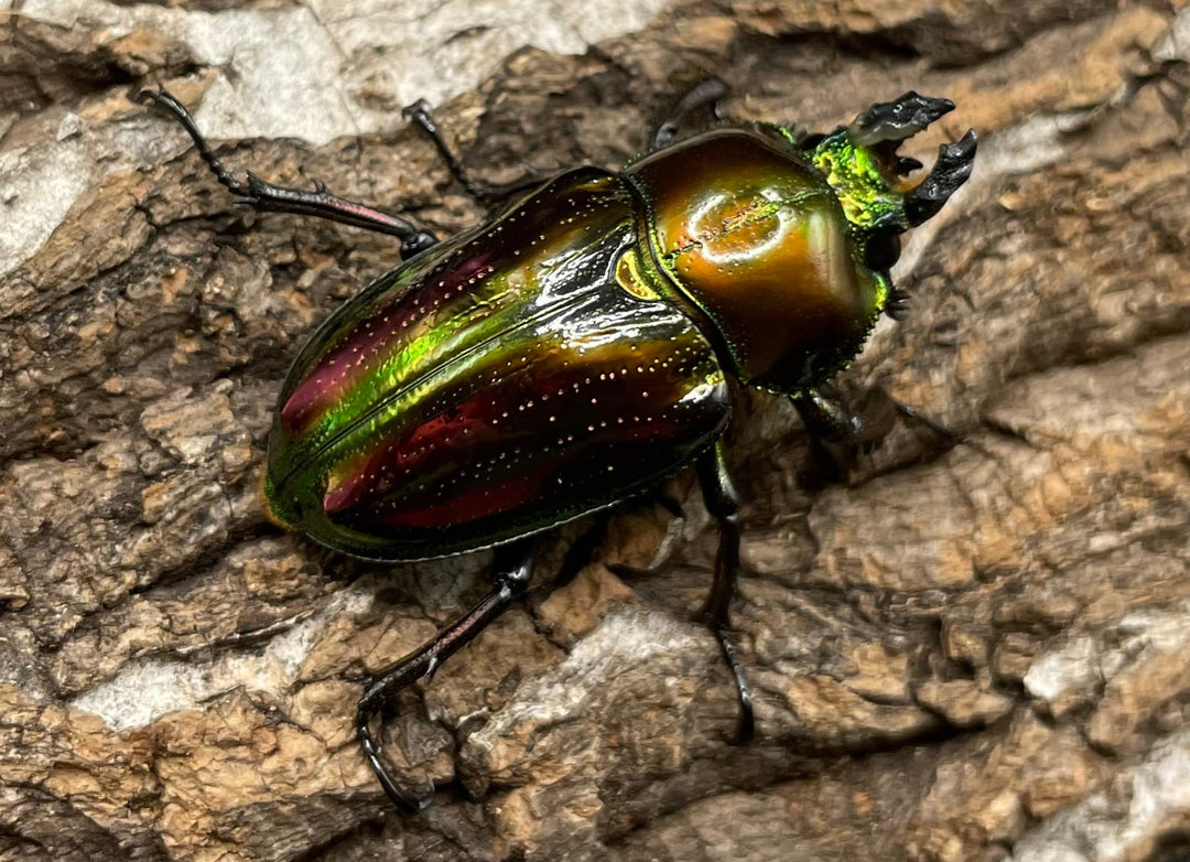 《ニジイロクワガタ 50mm ペア》