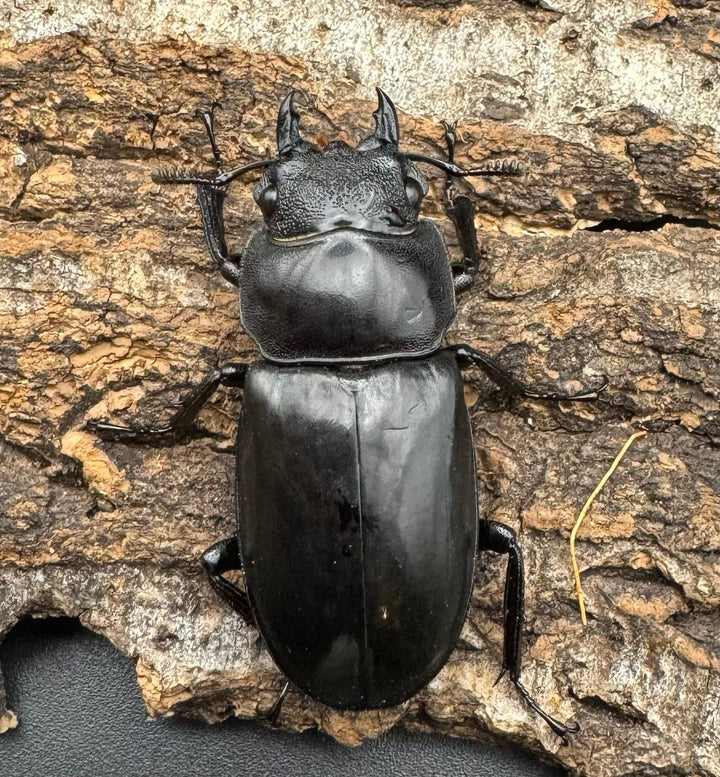 【WD】《リノケロスフタマタクワガタ 87mm ペア》