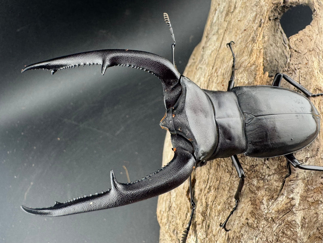 【WD】《マンディブラリスフタマタ 101mm ペア》