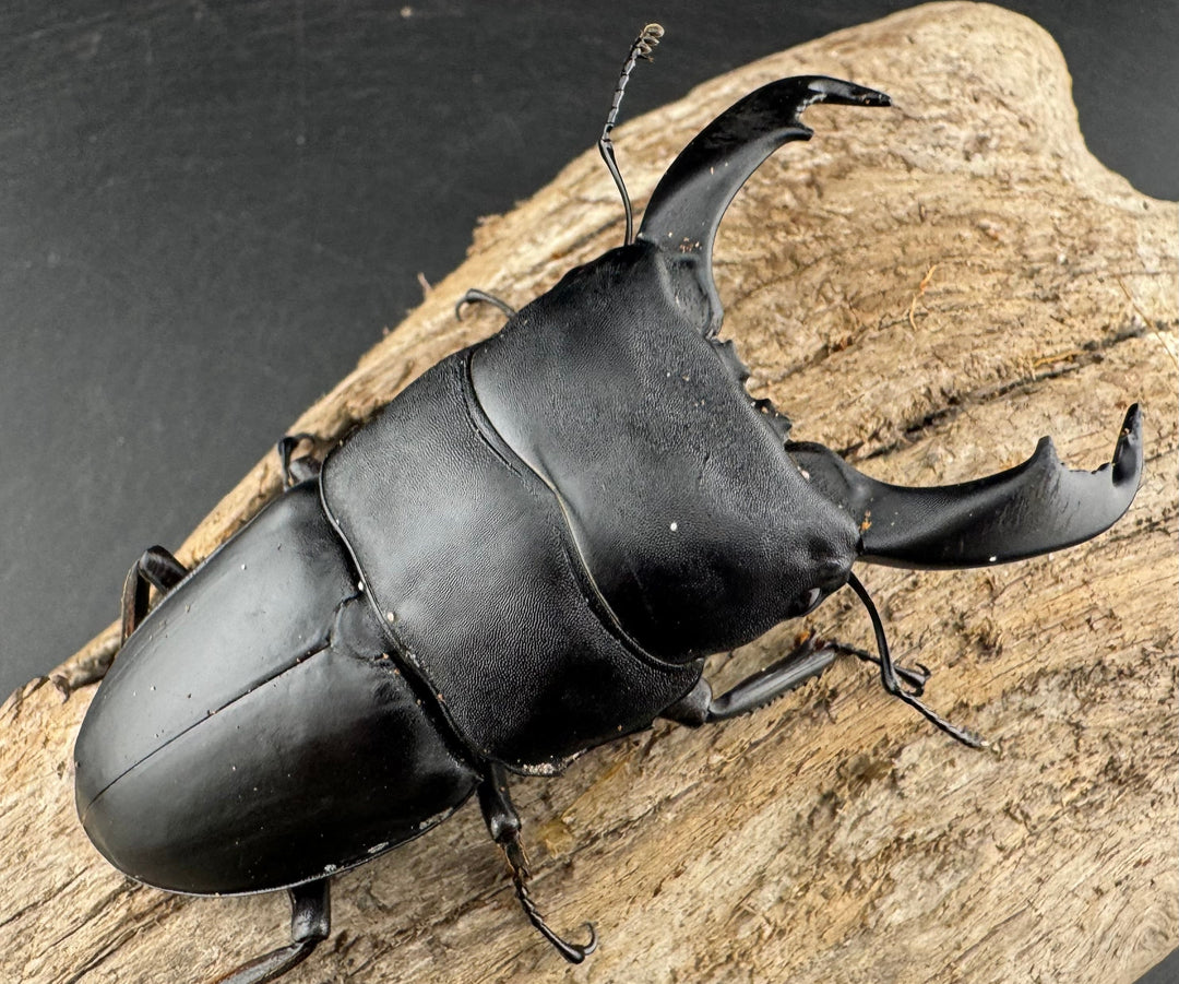 【WD】《スラウェシオオヒラタ 南スラウェシ産 83mm ペア》