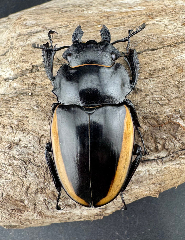 【WD】《クベラツヤ亜種sinensis バックカン産 87.5mm ペア》