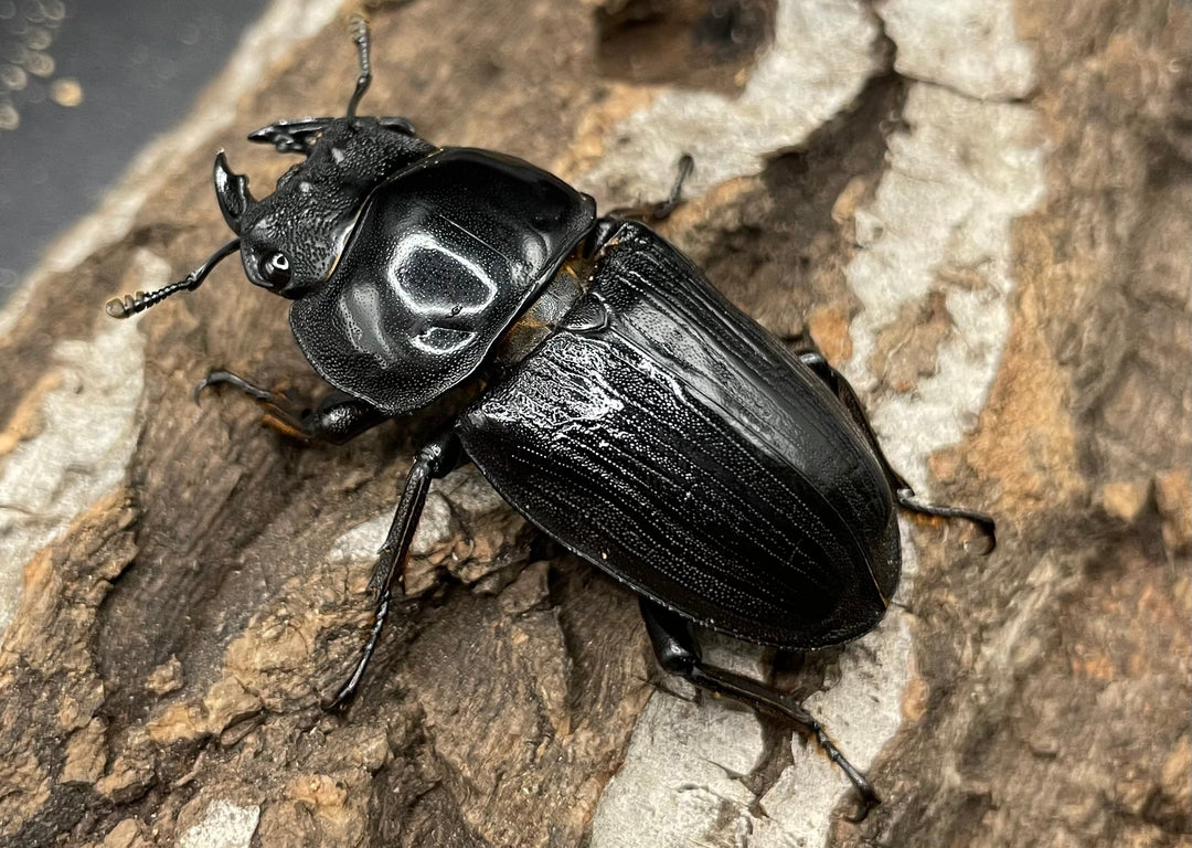 《ホペイオオクワガタ SL血統 73mm ペア》