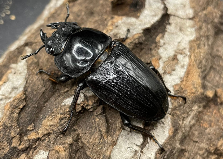 《ホペイオオクワガタ SL血統 73mm ペア》