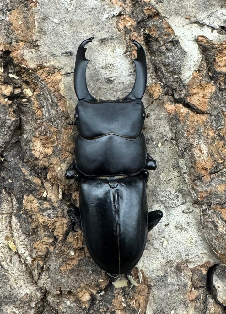 【WF2】《ドルクス リョフ 重慶市産 38mm ペア》Moro氏ブリード個体