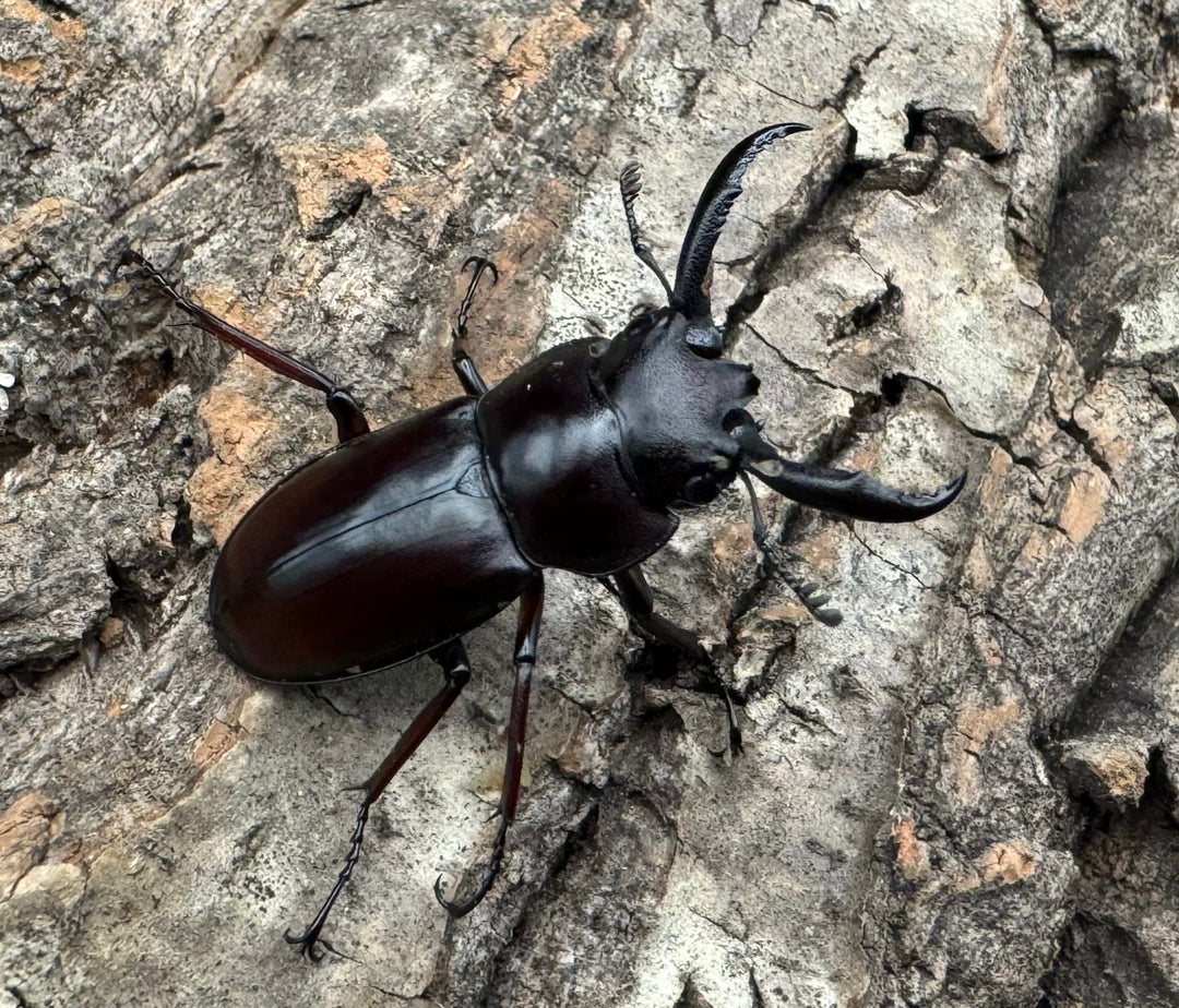 《ペロッティシカクワガタ Free ペア》