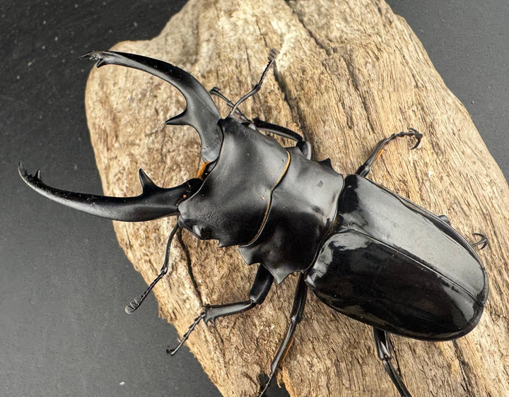 【WD】大型《インターメディアツヤクワガタ ネグロス島産 93mm ペア》