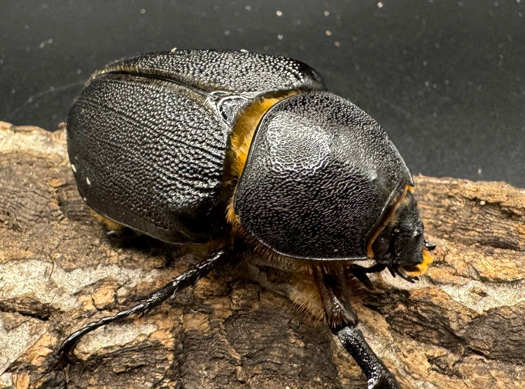 《サタンオオカブト 96mm ペア》