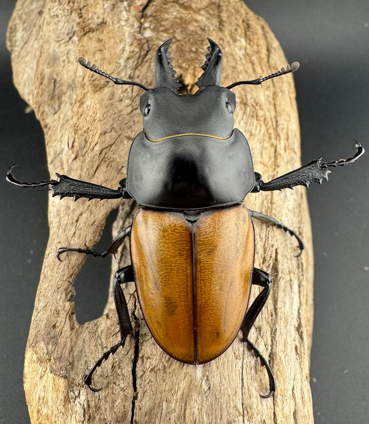 【WD】《ニティドゥスマルバネ亜種lemeei 広西壮族産 50mm ペア》