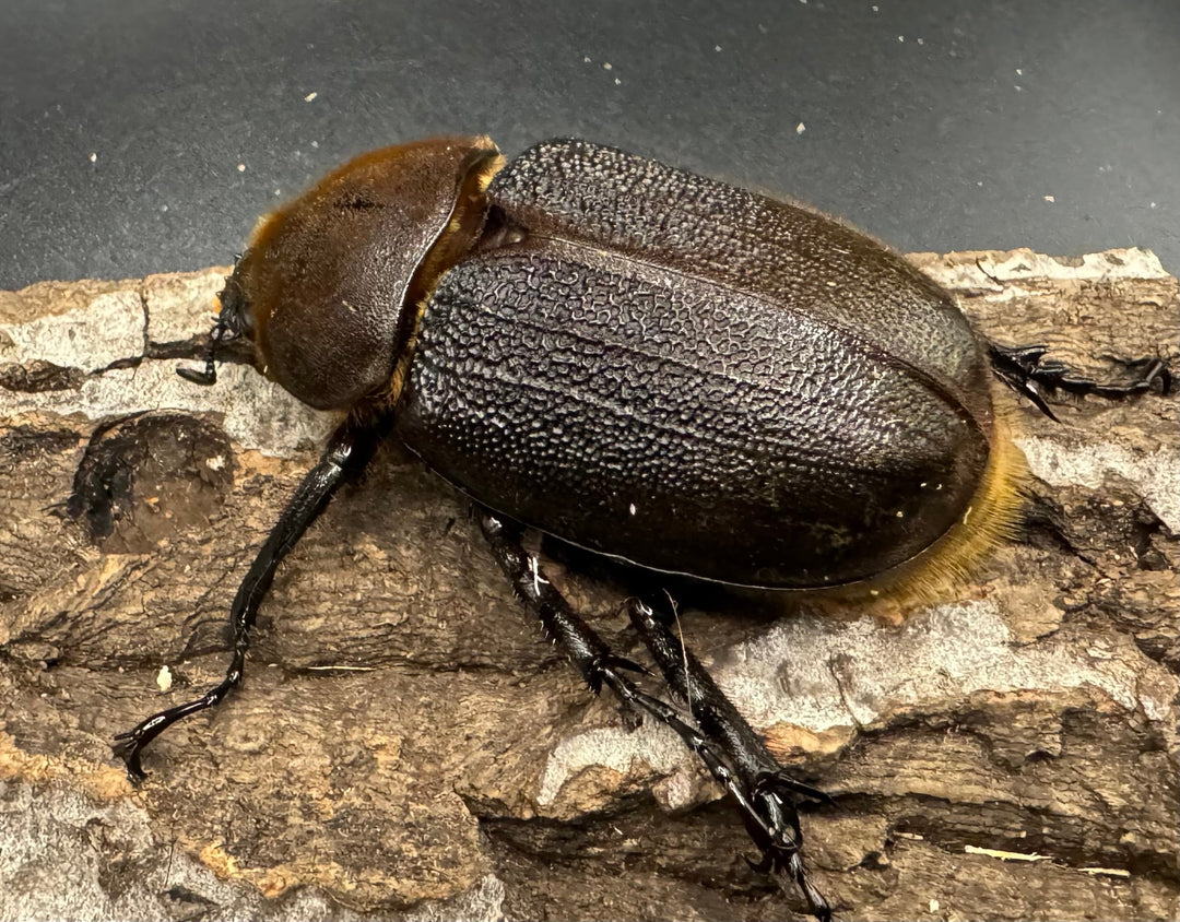 《ヘラクレス・ヘラクレス 126mm ペア》