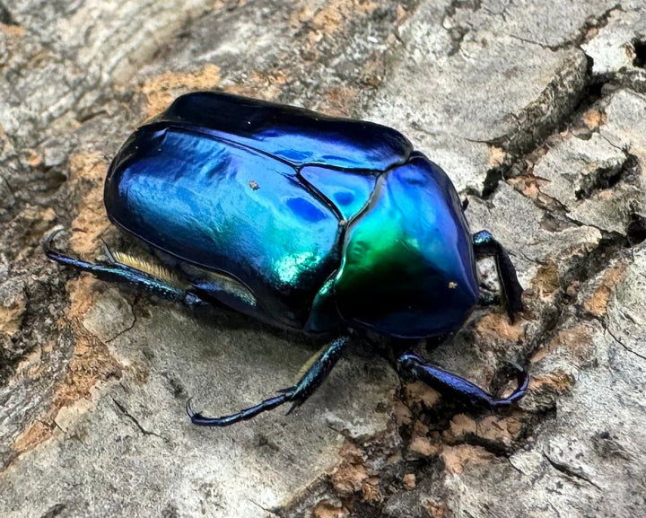 《スペキオーサ・シアノクロラ ペア》②