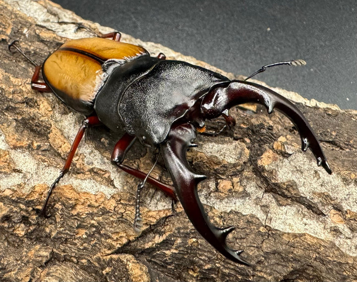 《ウムハンギノコギリ 66mm ♂単》