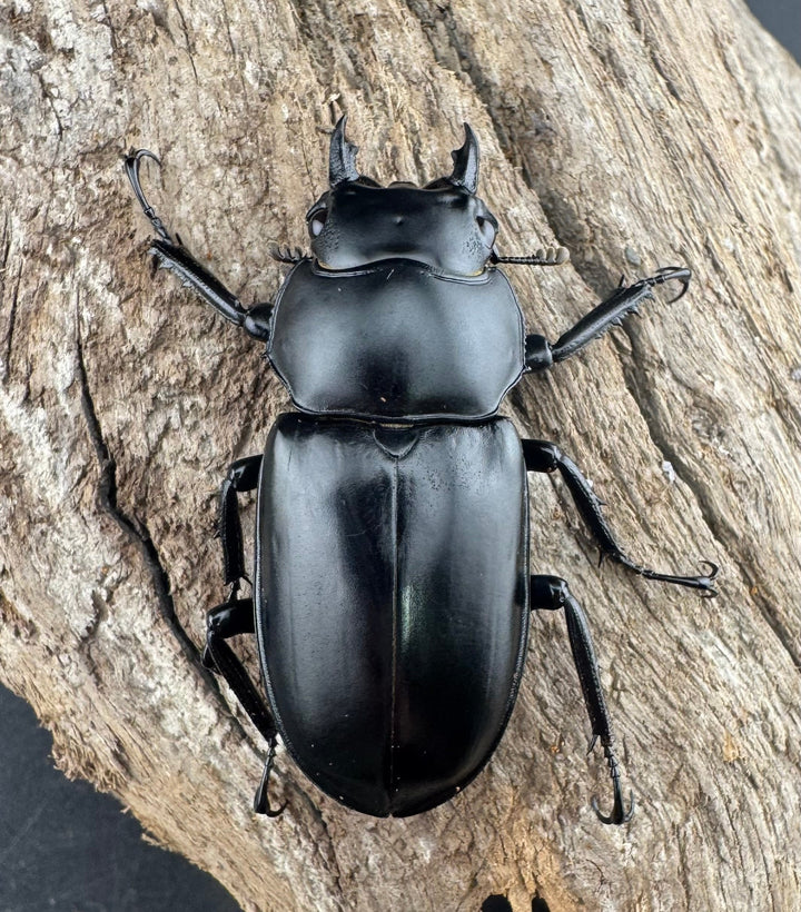 【WD】《ウエストウッディ亜種カズミアエ 雲南省産 81mm ペア》