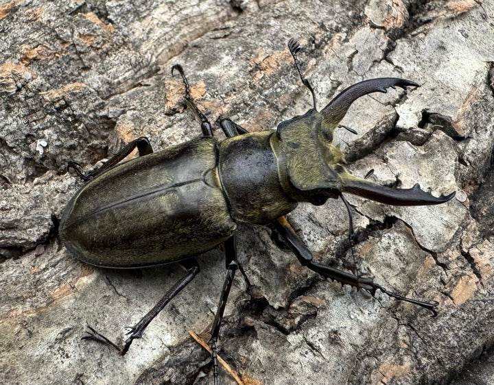 【WD】《チベットミヤマ原名亜種 47mm ペア》