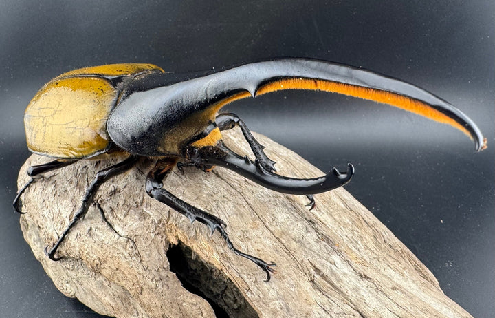 《ヘラクレス・ヘラクレス 148.5mm ペア》