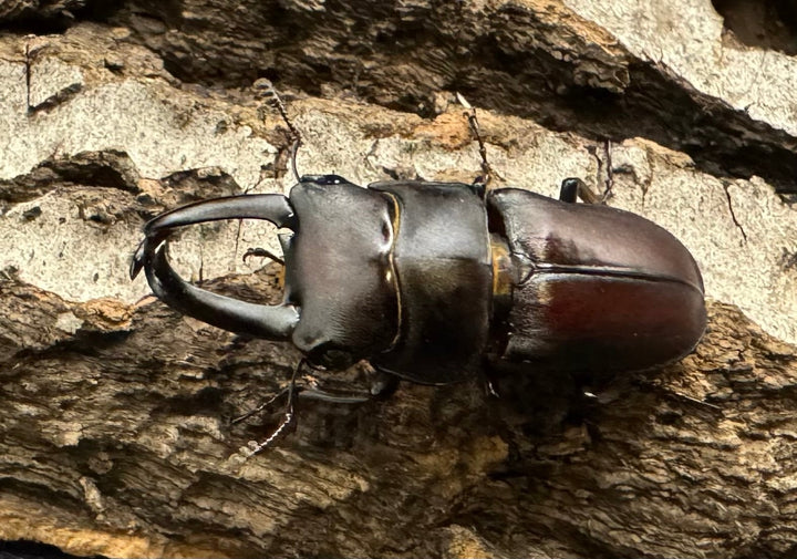 《セグーコクワ ペア》