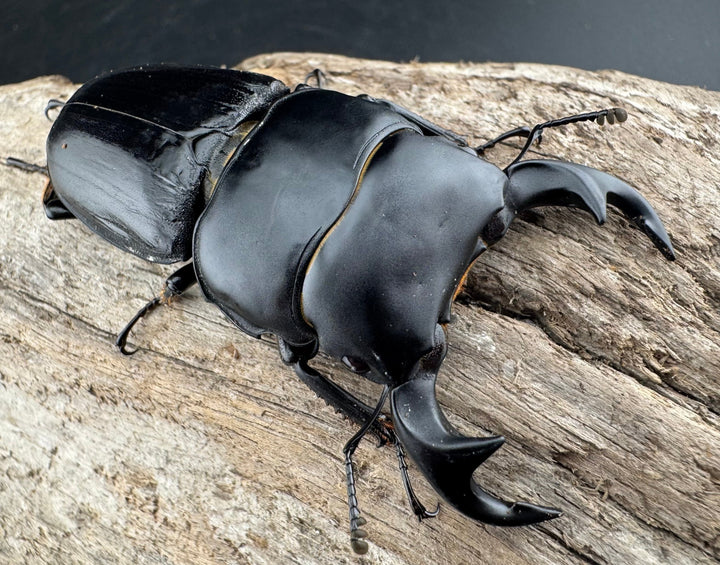 【WD】《ジャワパリーオオクワ 64mm ペア》