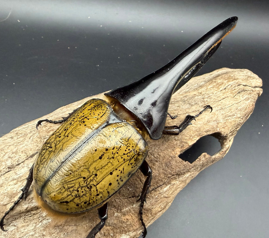 《ヘラクレス・ヘラクレス 158.5mm ペア》