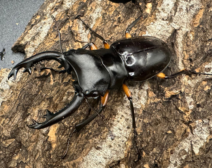 【WD】《インペリアリスツヤ亜種komorii 60mm ペア》