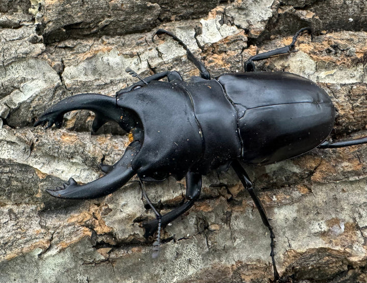 【WD】《アルケスツヤクワガタ 75mm B品ペア》