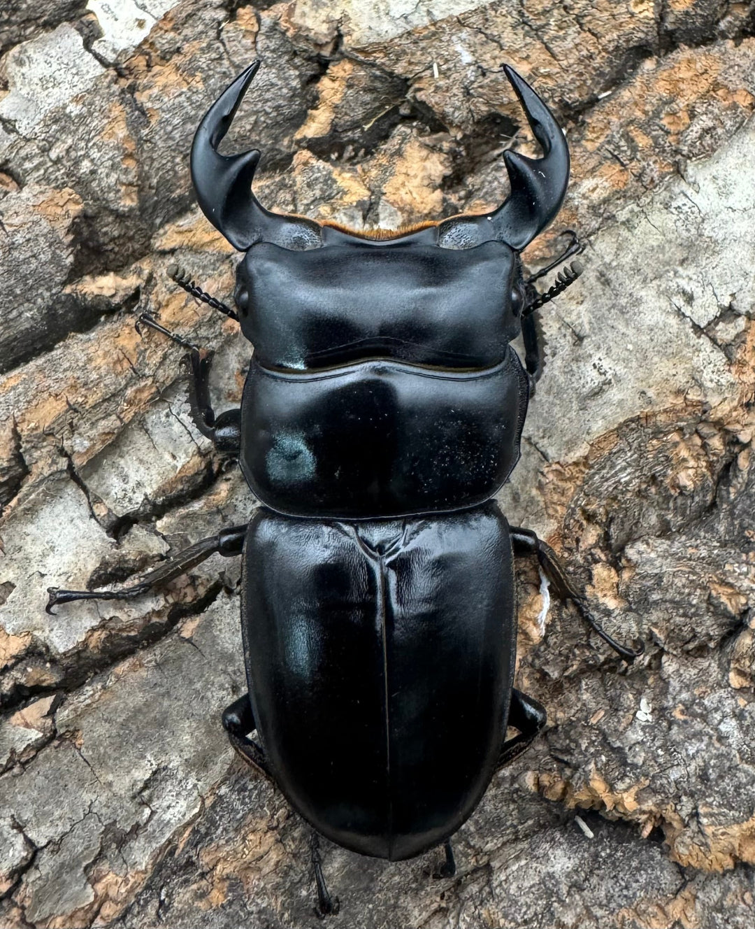 《マレーアンタエウス ゲンティンハイランド産 61mm ペア》