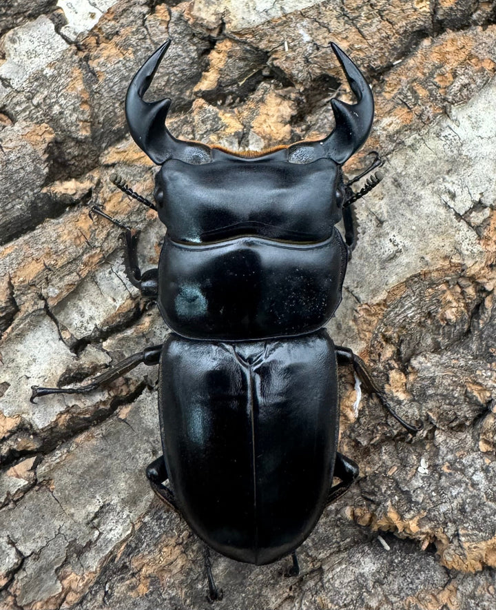 《マレーアンタエウス ゲンティンハイランド産 61mm ペア》