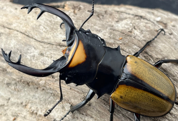 【WD】《ラコダールツヤクワガタ アチェ産 75.5mm ペア》