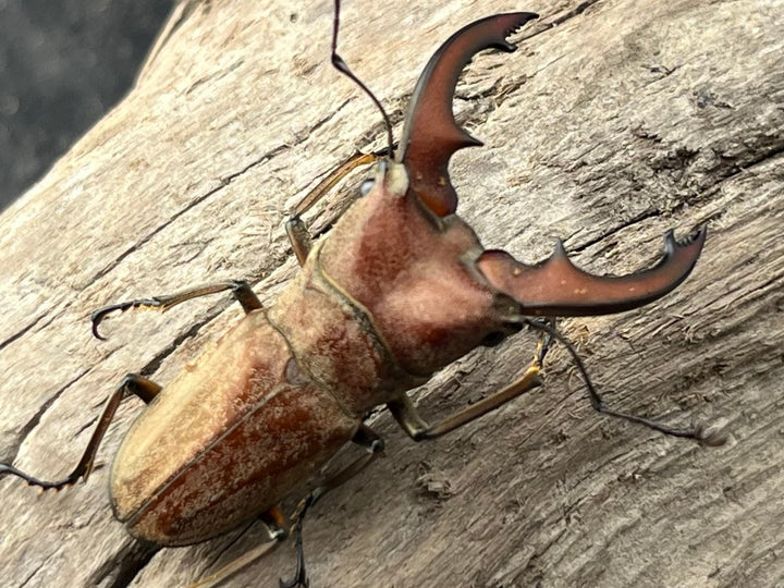 【WD】《スズムラホソアカ ロハス産 37mm ペア》