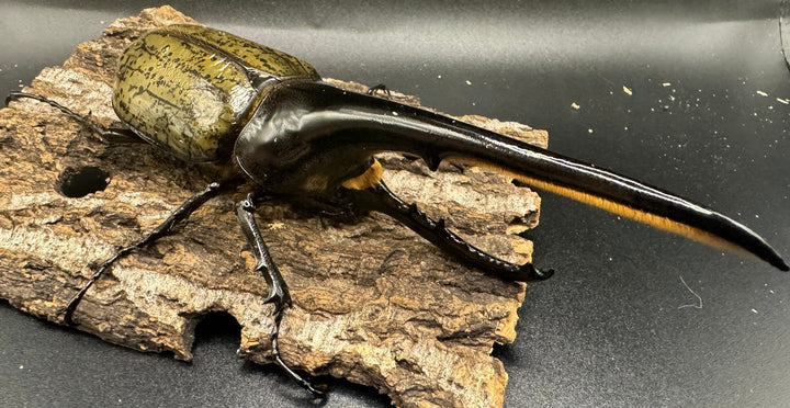 《ヘラクレス・ヘラクレス 154mm ペア》