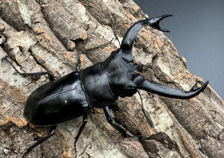 【WD】《ブケットフタマタ 73mm ペア》